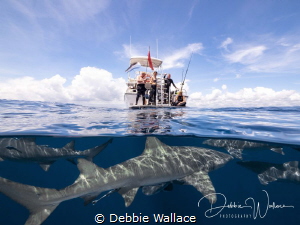Diving off the coast of Jupiter, FL we were diving with a... by Debbie Wallace 